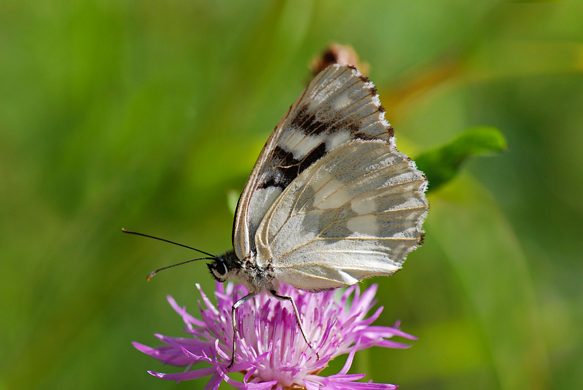 Melanargia galathea aberrante e altre forme, del Vicentino